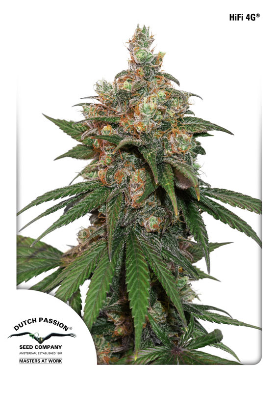 HiFi 4G Feminised Seeds by Dutch Passion