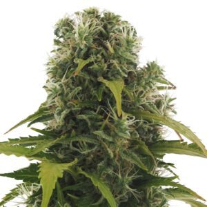 High Density Auto Feminised Seeds by Heavyweight Seeds