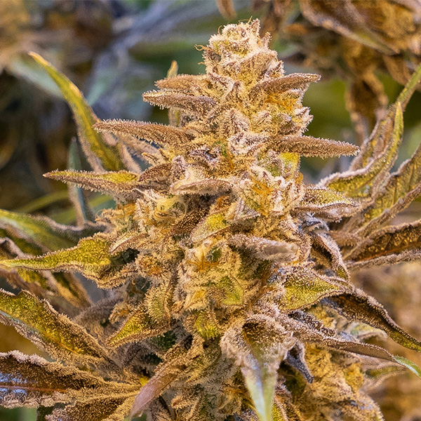 High Voltage Auto Feminised Seeds by High Speed Buds