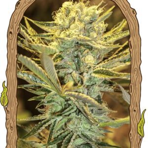 Hippieberry Feminised Seeds by Exotic Seed