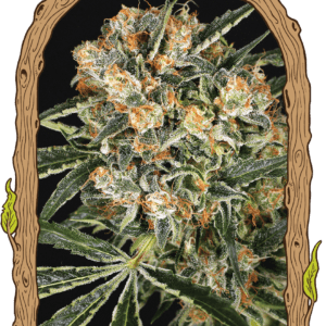 Hippie Therapy CBD Feminised Seeds by Exotic Seed