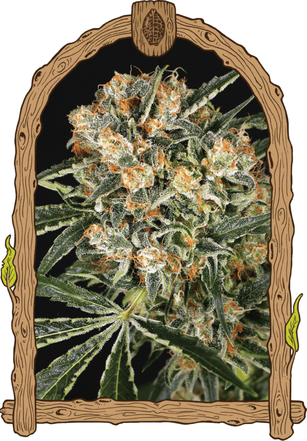 Hippie Therapy CBD Feminised Seeds by Exotic Seed