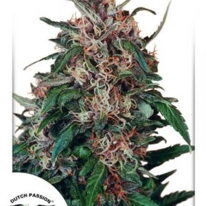 Hollands Hope Regular Seeds by Dutch Passion