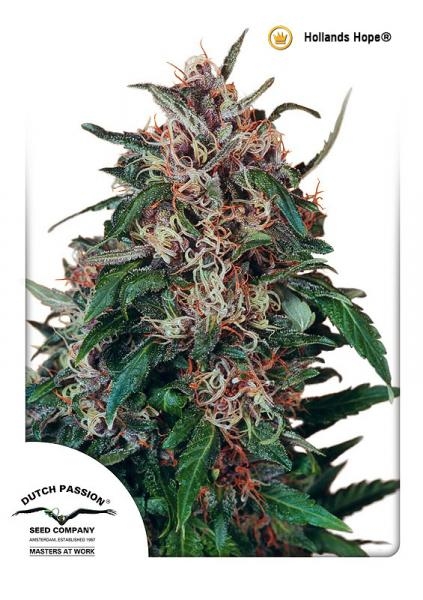 Hollands Hope Regular Seeds by Dutch Passion