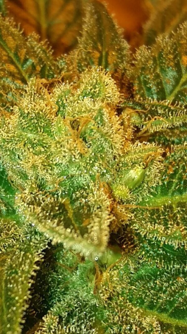 Holy Bubba Regular Seeds by Lineage Genetics