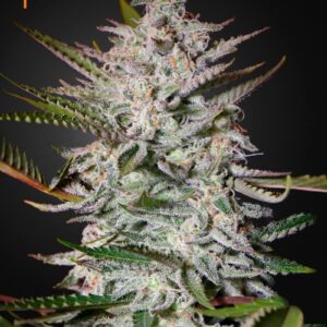 Holy Punch Feminised Seeds by Greenhouse Seed Co.