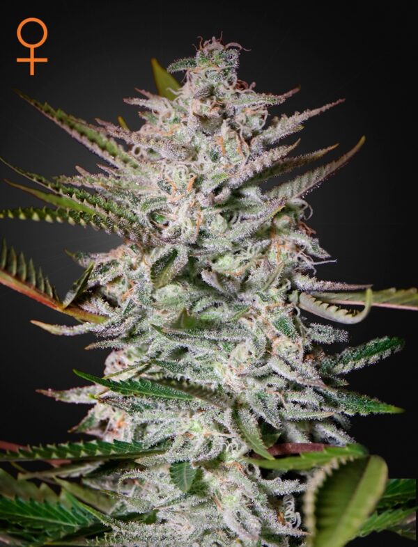 Holy Punch Feminised Seeds by Greenhouse Seed Co.