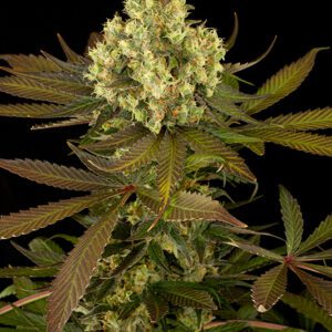 Sour Blueberry Feminised Seeds by Humboldt Seed Org.
