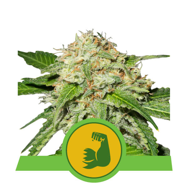 HulkBerry Auto Feminised Seeds by Royal Queen Seeds