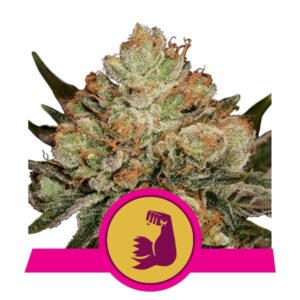 HulkBerry Feminised Seeds by Royal Queen Seeds