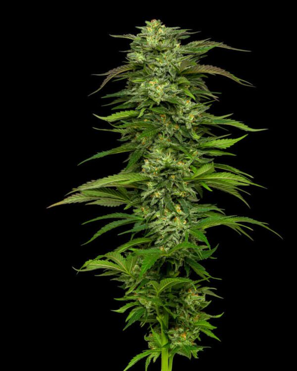 Dream Queen Feminised Seeds by Humboldt Seed Co.