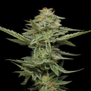 Pistachio Feminised Seeds by Humboldt Seed Co.