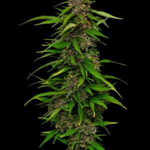 Squirt Feminised Seeds by Humboldt Seed Co.