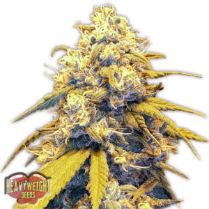 Strawberry Cake Auto Feminised Seeds by Heavyweight Seeds
