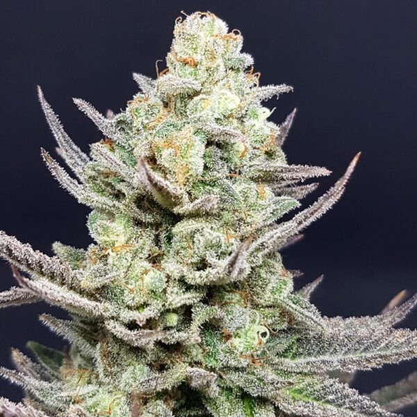Ice Candy Regular Seeds by Lineage Genetics
