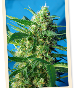 NYC Diesel Auto (formerly Ice Cool Auto) Feminised Seeds by Sweet Seeds