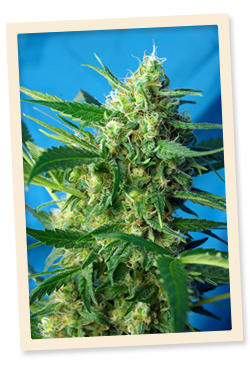 NYC Diesel Auto (formerly Ice Cool Auto) Feminised Seeds by Sweet Seeds