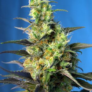 NYC Diesel CBD (formerly Ice Cool CBD) Feminised Seeds by Sweet Seeds
