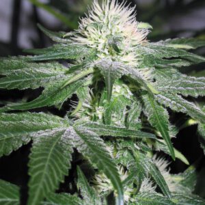 Ice Feminised Seeds by Royal Queen Seeds