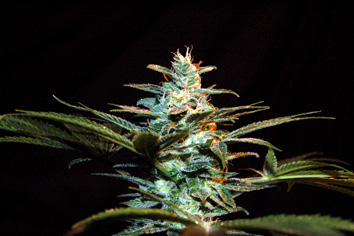 NYC Diesel (formerly Ice Cool) Feminised Seeds by Sweet Seeds