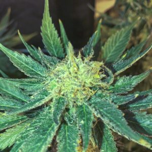 White Widow FAST Feminised Seeds by Seedsman