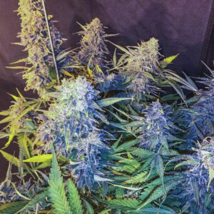 C99 x Blueberry FAST Feminised Seeds by Seedsman