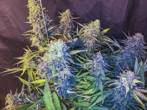 C99 x Blueberry FAST Feminised Seeds by Seedsman