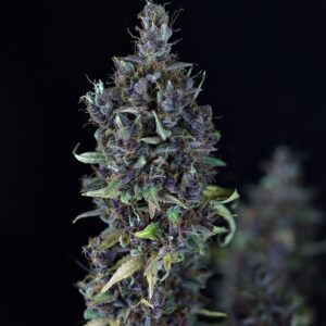 Candy Cream Auto Feminised Seeds by Seedsman