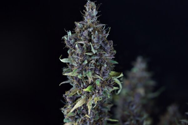 Candy Cream Auto Feminised Seeds by Seedsman