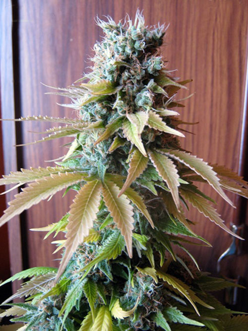 Blueberry Feminised Seeds by Seedsman