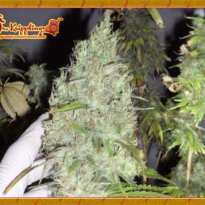 The Incredible Bulk Feminised Seeds by Dr Krippling