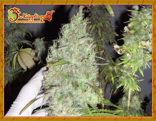 The Incredible Bulk Feminised Seeds by Dr Krippling