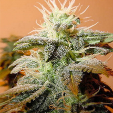 Indoor Mix Feminised Seeds by Female Seeds