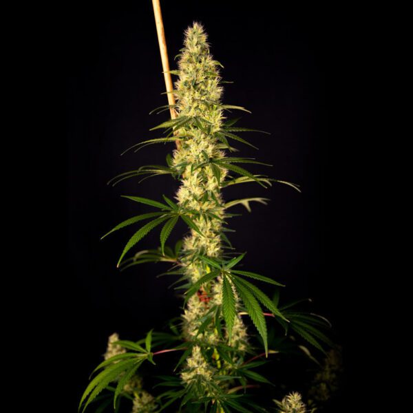 Island Sweet Barb Feminised Seeds by House of the Great Gardener
