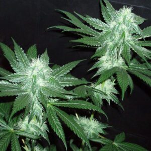 Italian Ice Feminised Seeds by Cali Connection