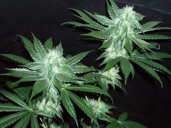 Italian Ice Feminised Seeds by Cali Connection