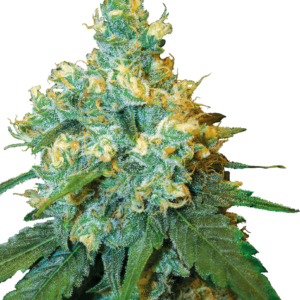 Jack Herer White Label Regular Seeds by White Label Seed Company