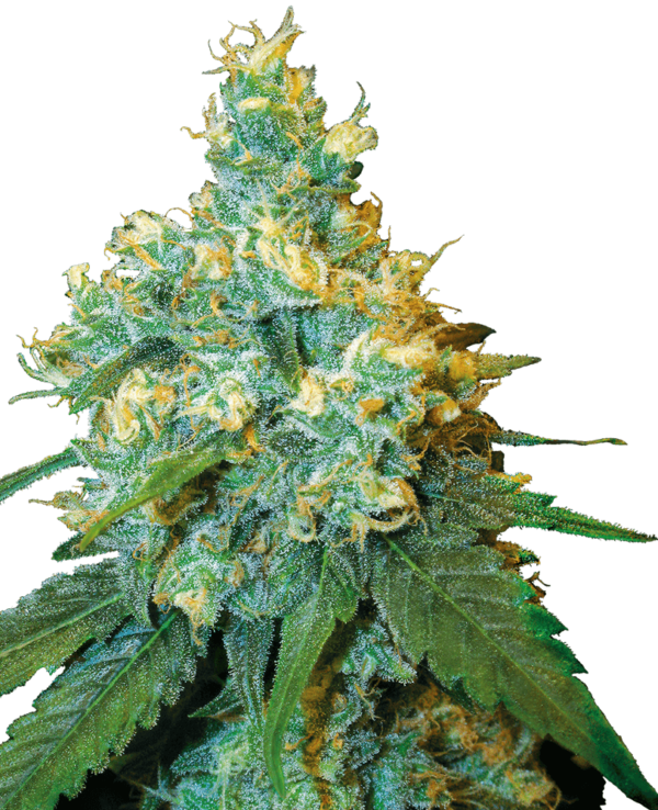 Jack Herer White Label Regular Seeds by White Label Seed Company