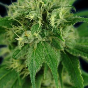Jack Eh (formerly Jack Herer) Feminised Seeds by House of the Great Gardener