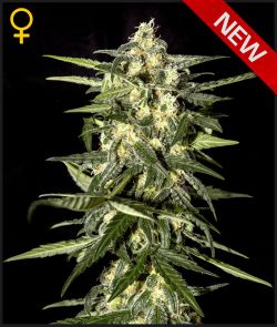 Jack Herer Auto Feminised Seeds by Greenhouse Seed Co.