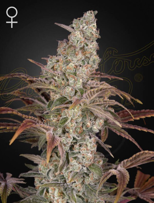 Jack's Dream Feminised Seeds by Greenhouse Seed Co.