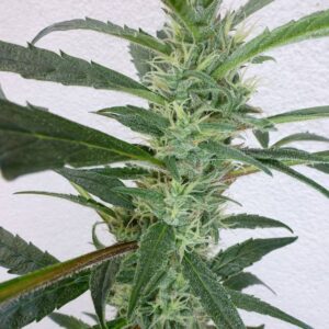 Jamaican Berry SuperAuto Feminised Seeds by Flash Seeds