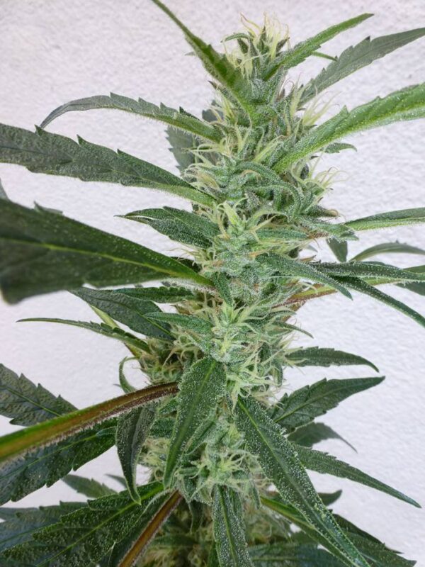 Jamaican Berry SuperAuto Feminised Seeds by Flash Seeds