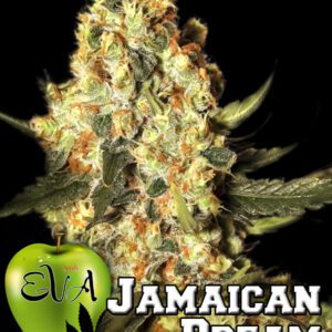 Jamaican Dream Feminised Seeds by Eva Seeds