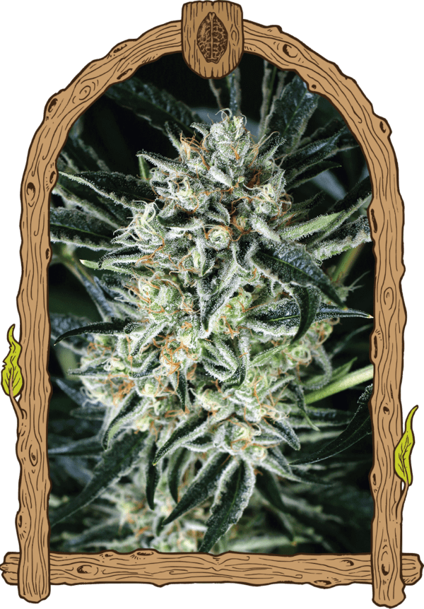 Jelly Bananas Feminised Seeds by Exotic Seed