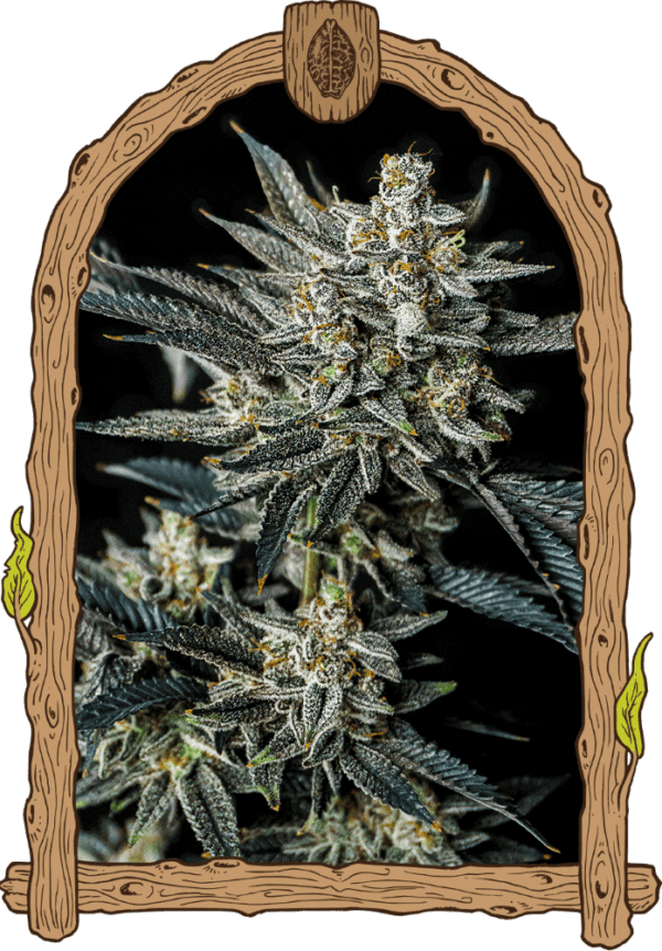 Jelly Bananas Auto Feminised Seeds by Exotic Seed