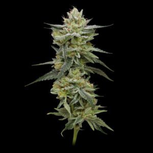 Hella Jelly (formerly Jelly Rancher) Feminised Seeds by Humboldt Seed Co.