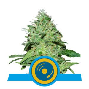 Joanne's CBD Feminised Seeds by Royal Queen Seeds