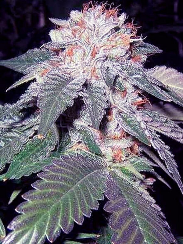 Julius Caesar Feminised Seeds by Cali Connection
