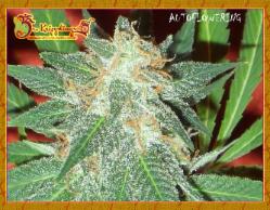 Jumping Black Dash Auto Feminised Seeds by Dr Krippling